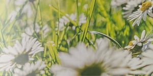 Großaufnahme von Gänseblümchen in einem sonnigen Grasfeld.